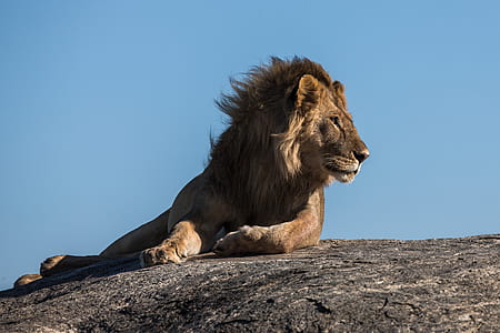 photo of lion thumbnail