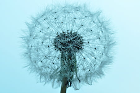teal dandelion thumbnail