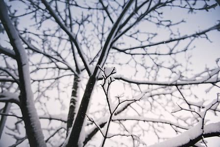 closeup photo of leafless tree covered with snow thumbnail