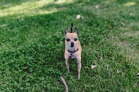 Small dogs on the grass thumbnail