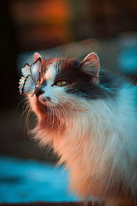 shallow focus photography of butterfly on nose of cat thumbnail