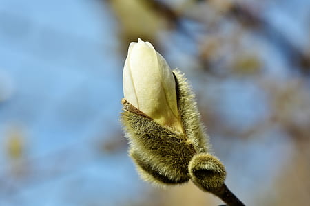 selective focus photo of white magnolia flower thumbnail