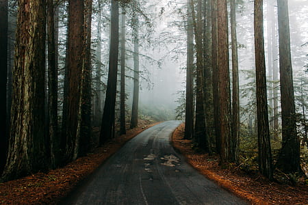 gray road and trees thumbnail