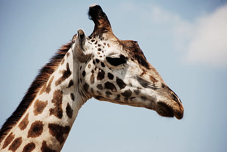 White and Brown Giraffe thumbnail