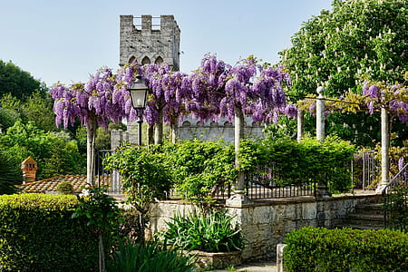 purple flowering tree near gray concrete building during daytie thumbnail