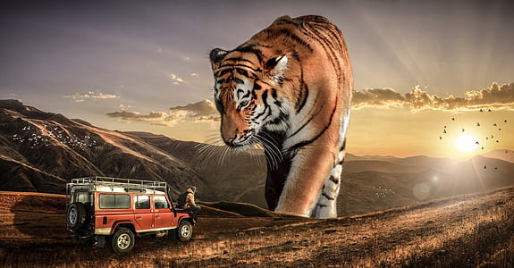 giant tiger facing person with red SUV during daytime thumbnail