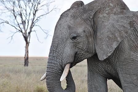elephant trunk on mouth thumbnail
