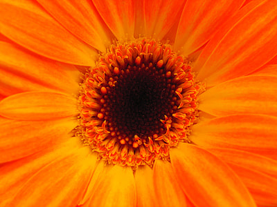 micro photography of a sunflower thumbnail