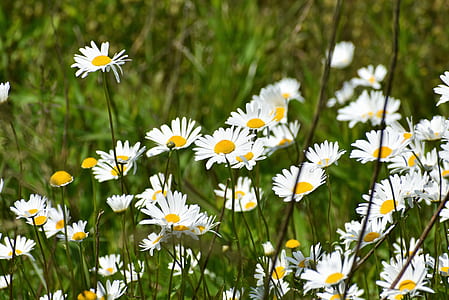 white flowers thumbnail