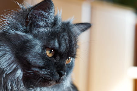 adult grey cat thumbnail