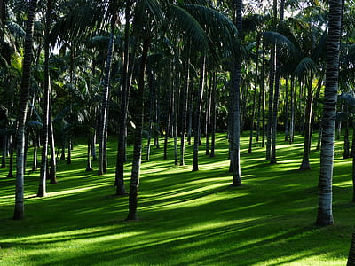 forest field thumbnail
