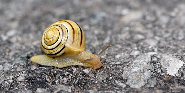 brown snail thumbnail