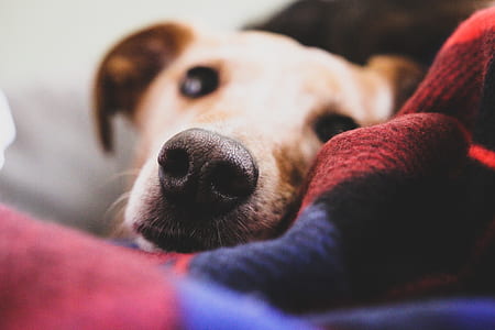 photo of dog on cloth thumbnail