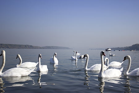 swans on wate r thumbnail
