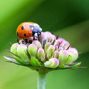 orange and black ladybug perched on green and pink flower in closeup photo thumbnail