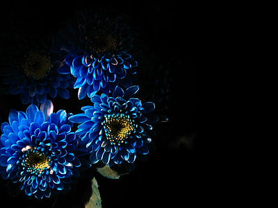 blue and yellow flowers thumbnail