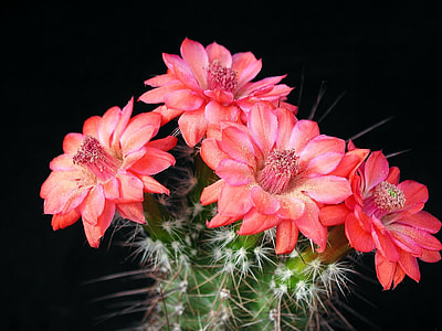 red and green cactus flower thumbnail