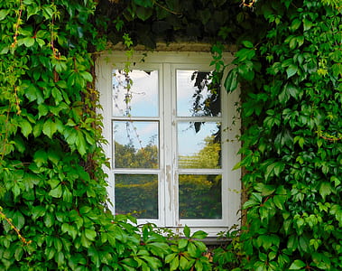 clear glass 6-panel window with white wooden frame beside green plants thumbnail
