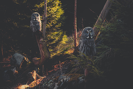 two gray-and-white owls on tree branch near trees thumbnail