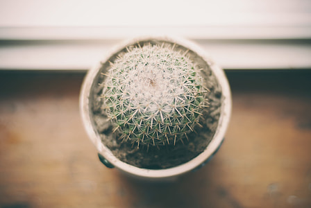 green cactus plant thumbnail
