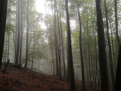 green tree forest at daytime thumbnail