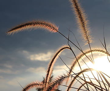 wheat thumbnail