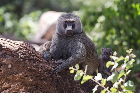 gray monkey on tree trunk thumbnail