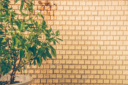 green leafed plant in pot thumbnail