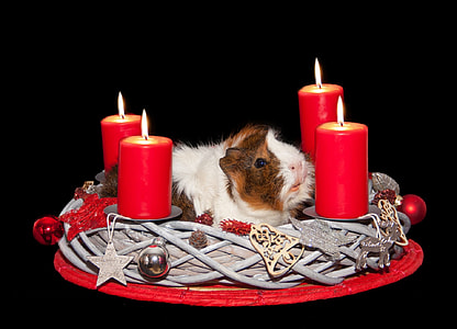 white and brown hamster on wicker basket between four red candles thumbnail