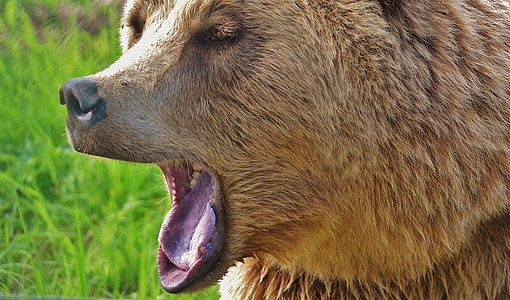 close up photo of brown bear thumbnail