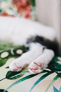 Essential element to support a wall unit - the cat thumbnail