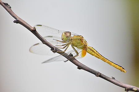 Green Dragonfly on Brown Tree Branch thumbnail