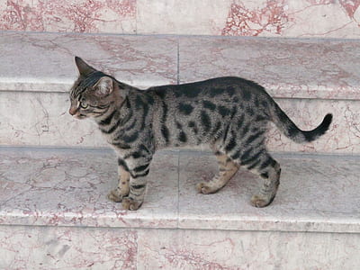 brown tabby cat thumbnail