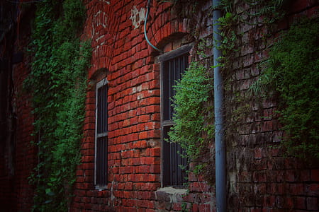 Red Brick House Covered With Green Plants thumbnail