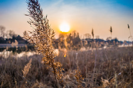 tilt-shift view of brown plant during daytime thumbnail