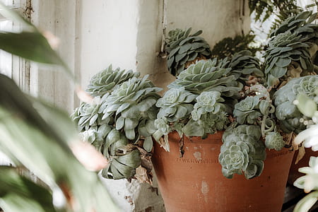 close-up photography of green succulent plants thumbnail