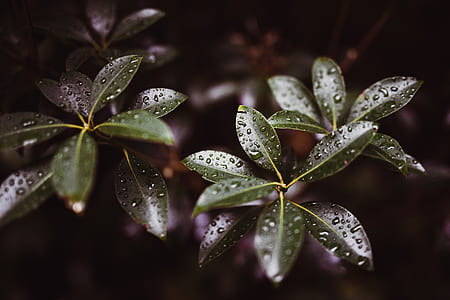 green leaves thumbnail