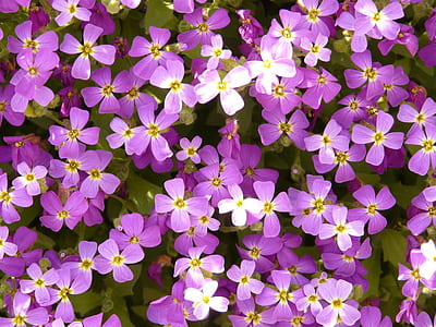 close-up photography of purple petaled flowers thumbnail