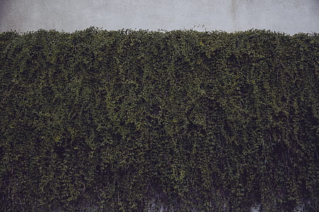 green leafed plants on wall thumbnail