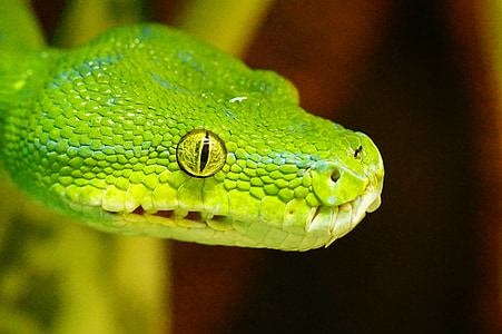 shallow focus photography of green snake thumbnail