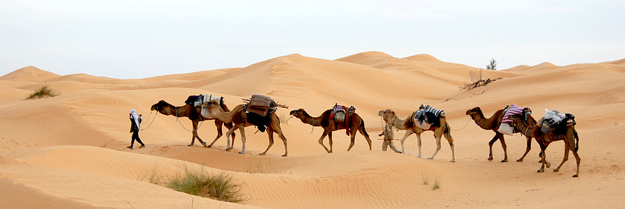 man walking on desert with camels thumbnail