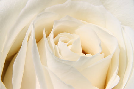 macro photo of white rose in bloom thumbnail