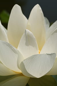 white petaled flower thumbnail