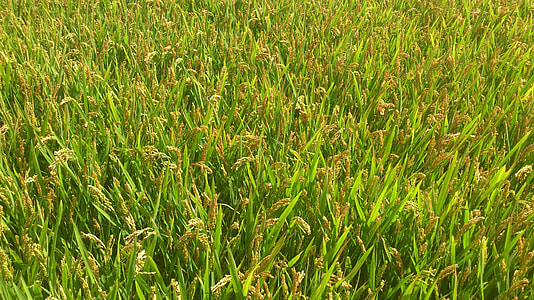 wheat field during daytime thumbnail