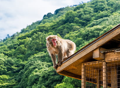 brown primate on top thumbnail