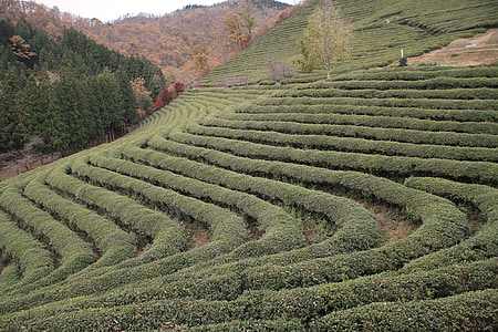 rice terraces thumbnail