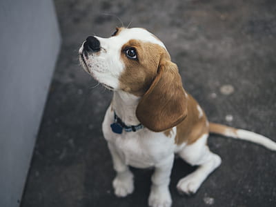 tilt shift lens photography of English beagle puppy thumbnail