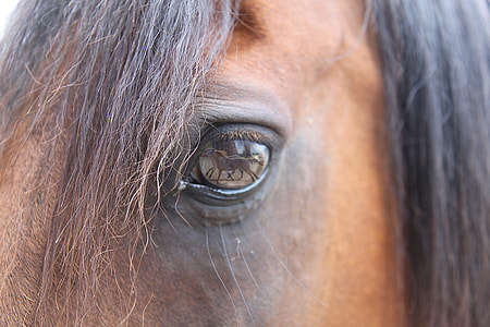 closeup photo of horse eye and hair thumbnail