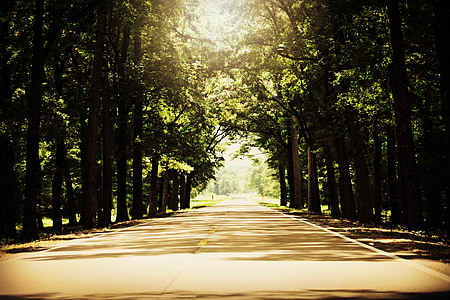 landscape photography of road surrounded by trees thumbnail