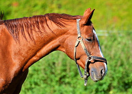 close-up photo of brown horse head thumbnail